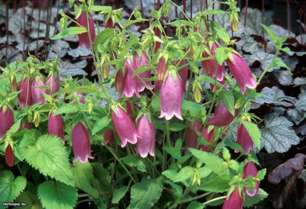 Benekli Çan Çiçeği