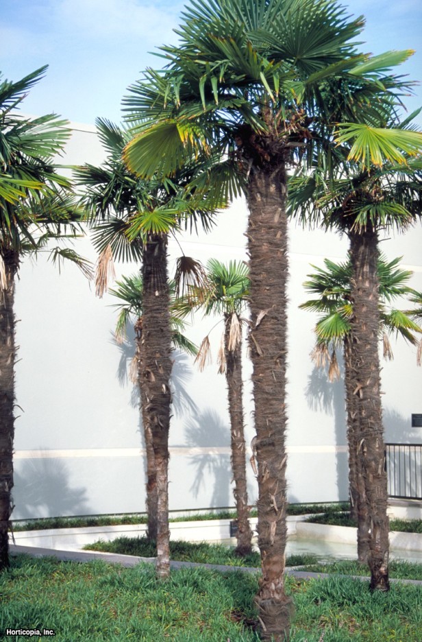 Yel Değirmeni Palmiyesi