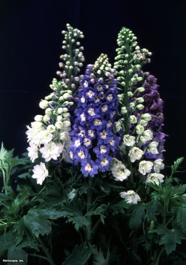 Cüce Delphinium