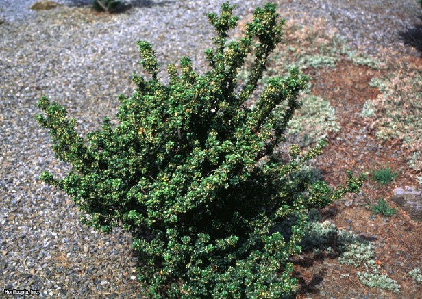 Japon çobanpüskülü