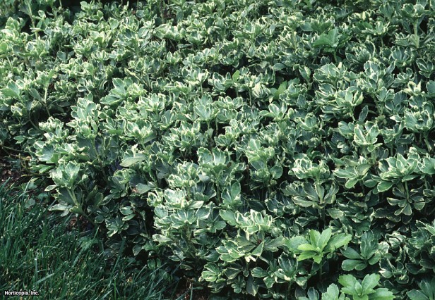 Japon Pachysandrası