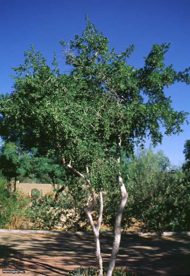 Teksas Trabzon hurması