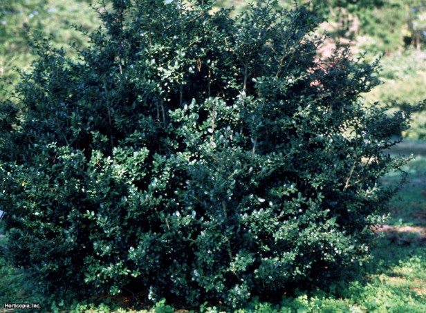 Japon çobanpüskülü