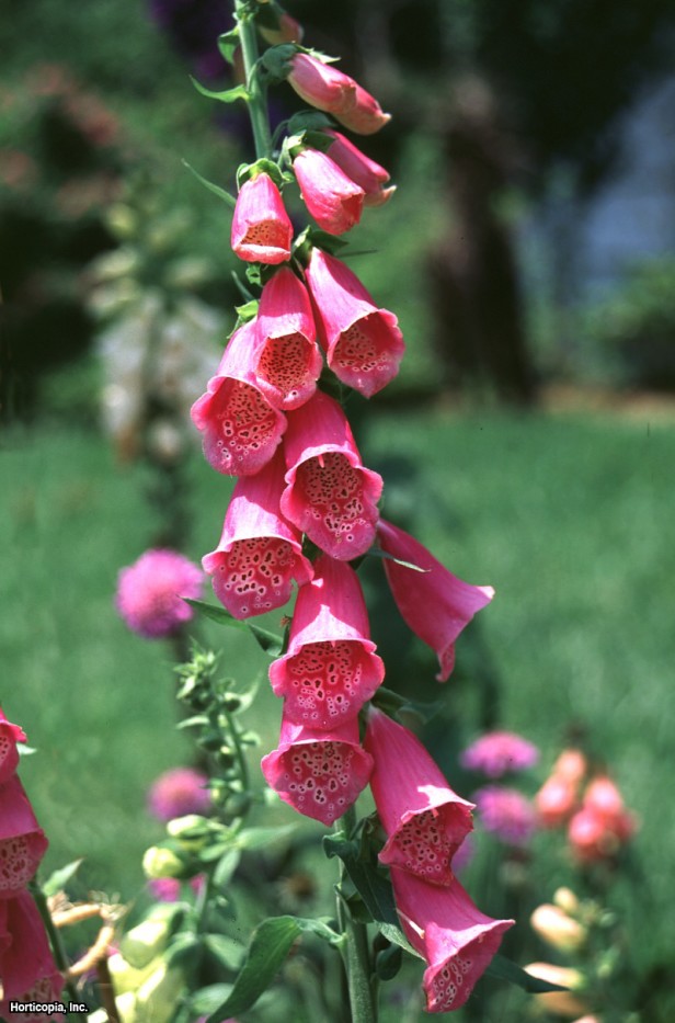 Büyük Sarı Yüksükotu