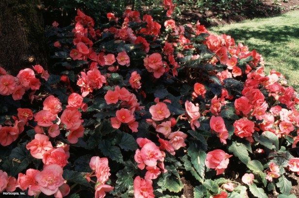 Hibrit Yumrulu Begonya