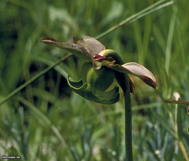 Ortak Sürahi Tesisi