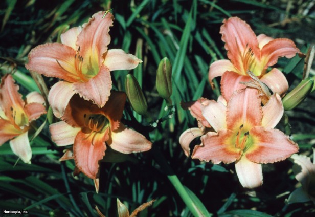 Daylily