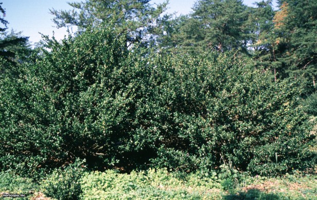 Japon çobanpüskülü