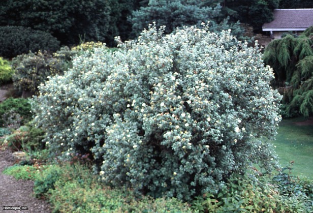 Çalı beşparmakotu