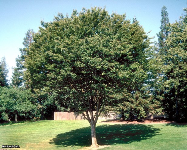 Çin Donyağı Ağacı