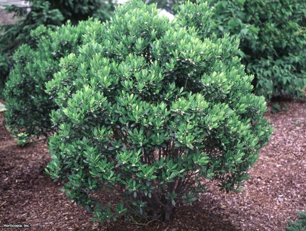 yabanmersini çobanpüskülü