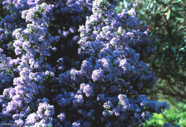 Santa Barbara Ceanothus