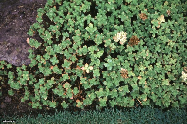 İki Sıra Stonecrop