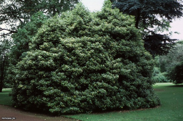 İngiliz Çobanpüskülü