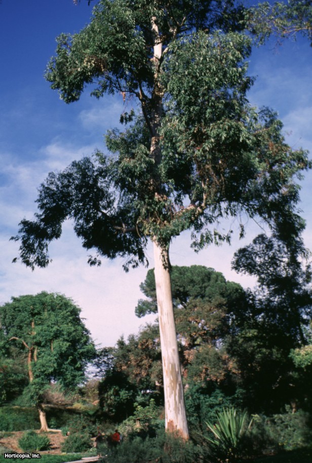 Sidney Mavi Okaliptüs