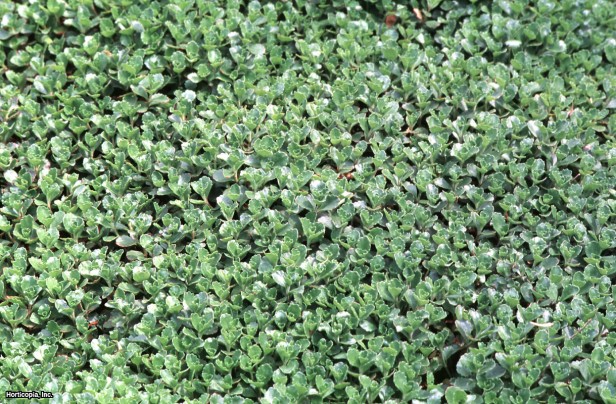 İki Sıra Stonecrop