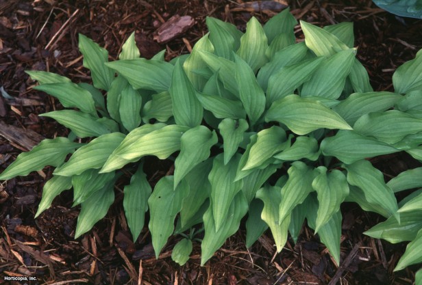 Hosta