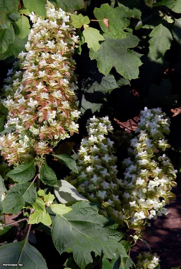 meşe yaprağı ortanca