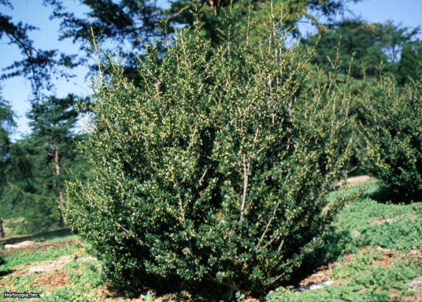 Japon çobanpüskülü