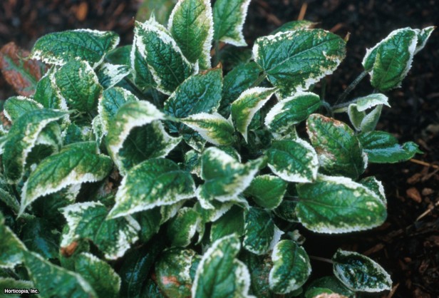 Alacalı Japon Adaçayı