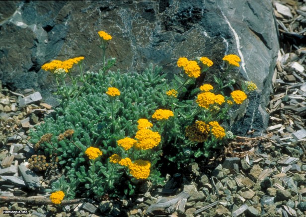 Yünlü Civanperçemi