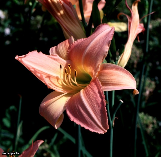 Daylily