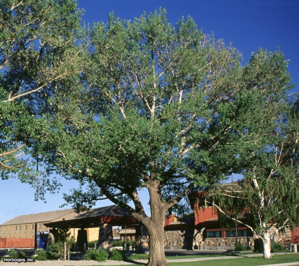 Doğu Cottonwood
