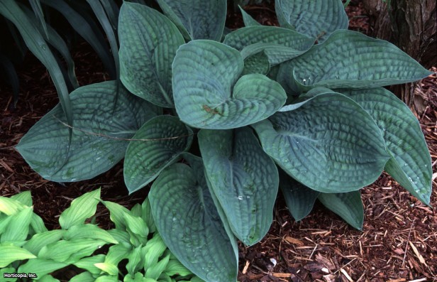 Hosta