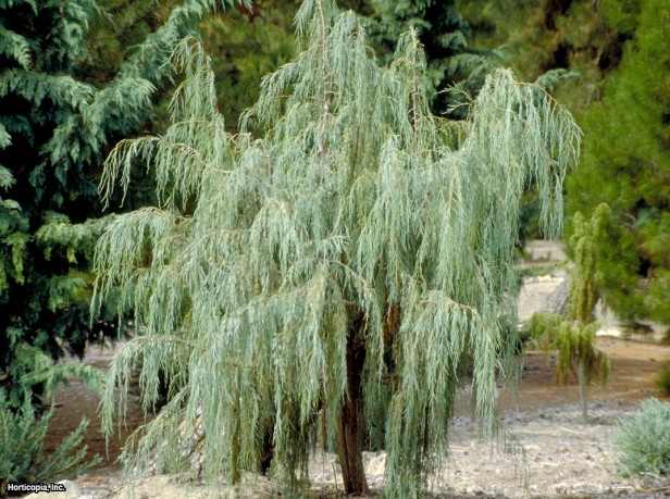 Colorado Kırmızı Sediri