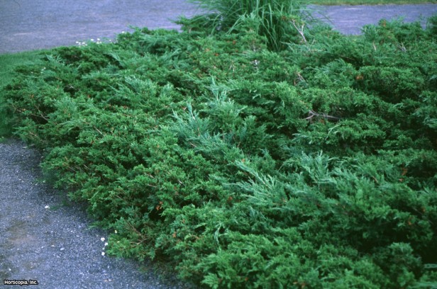 Doğu Kızıl Sediri