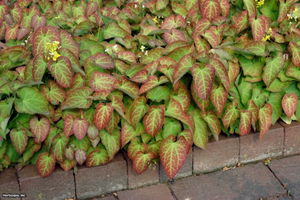 epimedium