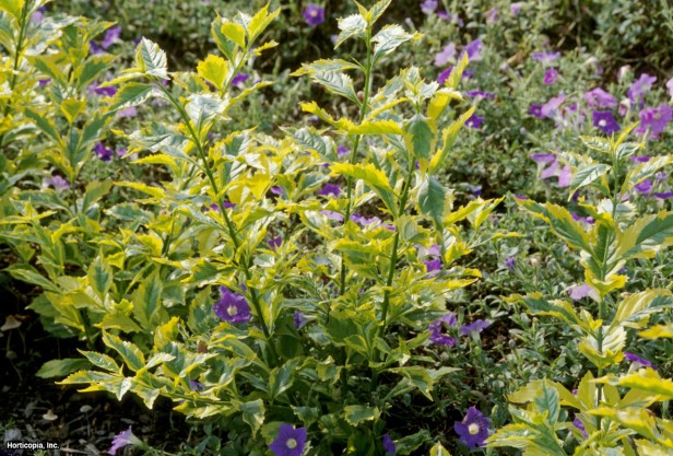 Altın Çiy Damlası