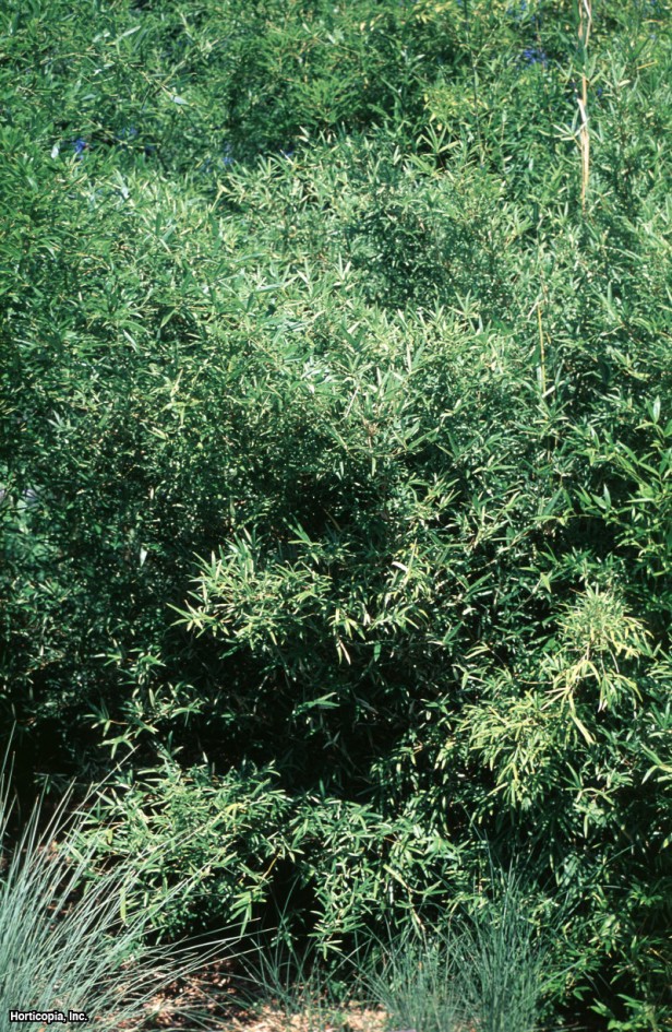 Çin Tanrıçası Bambu