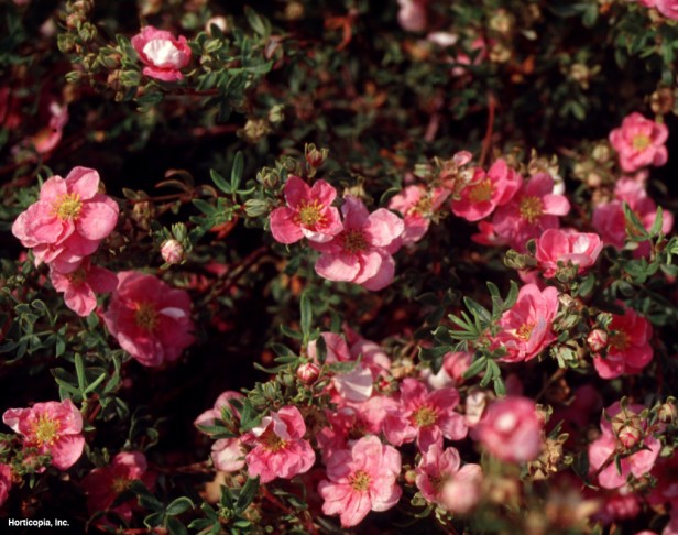 Çalı beşparmakotu