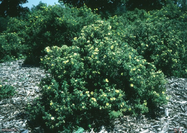 Çalı beşparmakotu