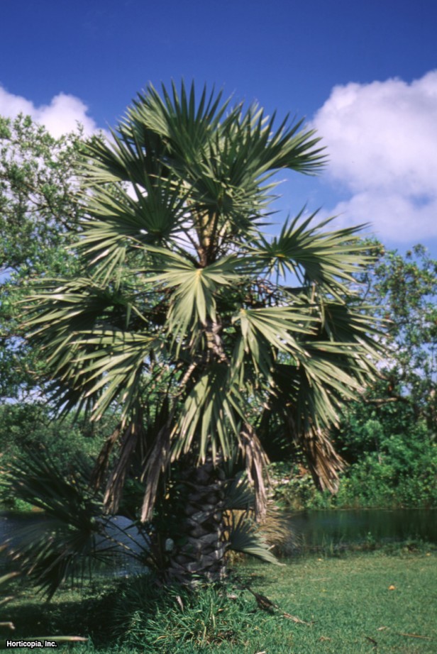 Zencefilli Kurabiye Palmiyesi