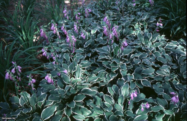 Hosta