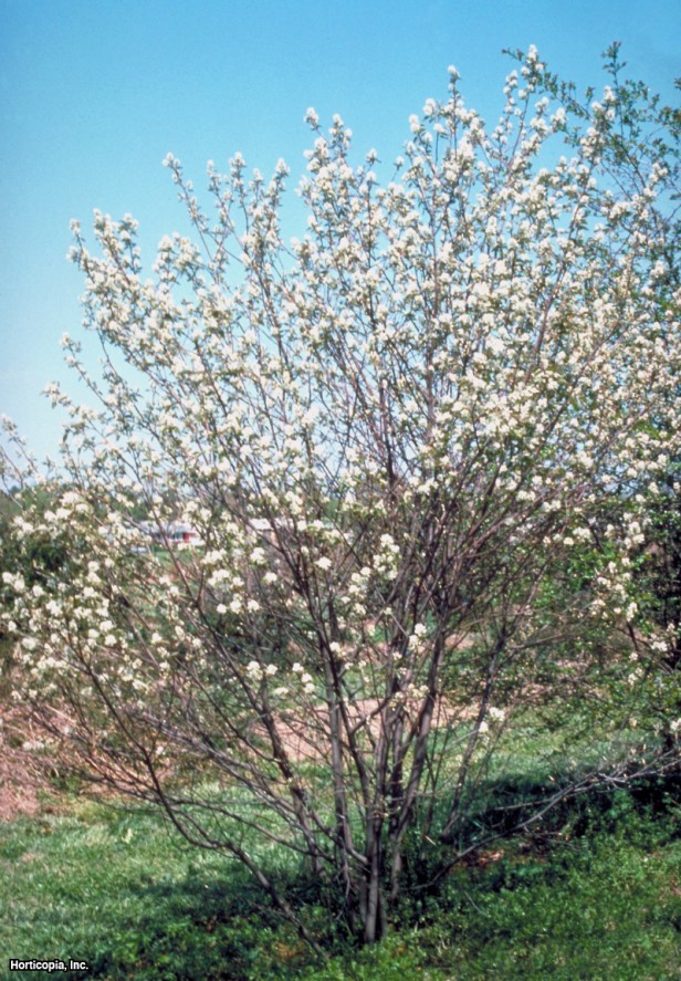 Tüylü Servis Üzümü