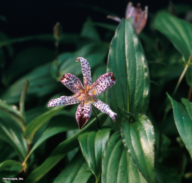 Hibrit Kurbağa Zambak