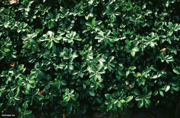 Japon Pachysandrası