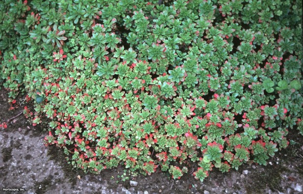 Sedum