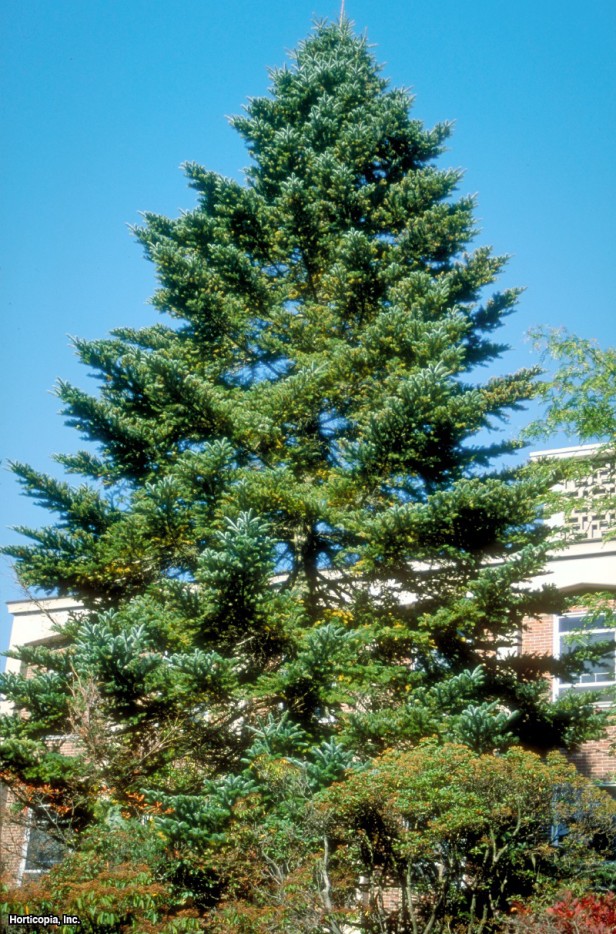 Batı Himalaya Köknarı