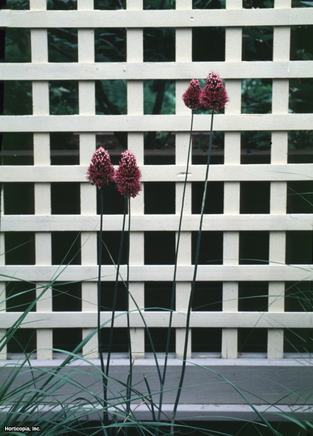 Yuvarlak Başlı Pırasa