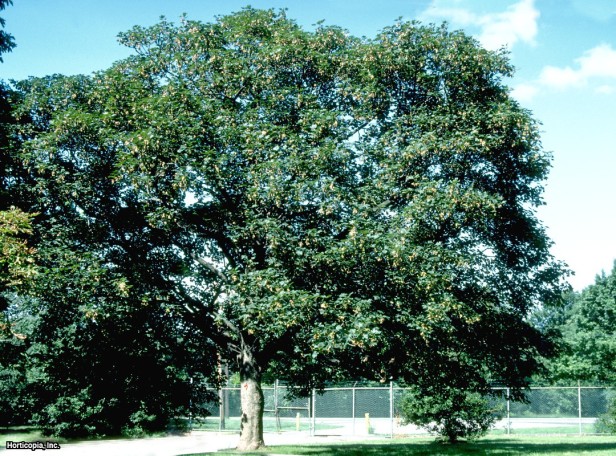 Planetree Akçaağaç