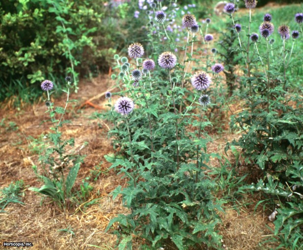 Küçük Küre Devedikeni