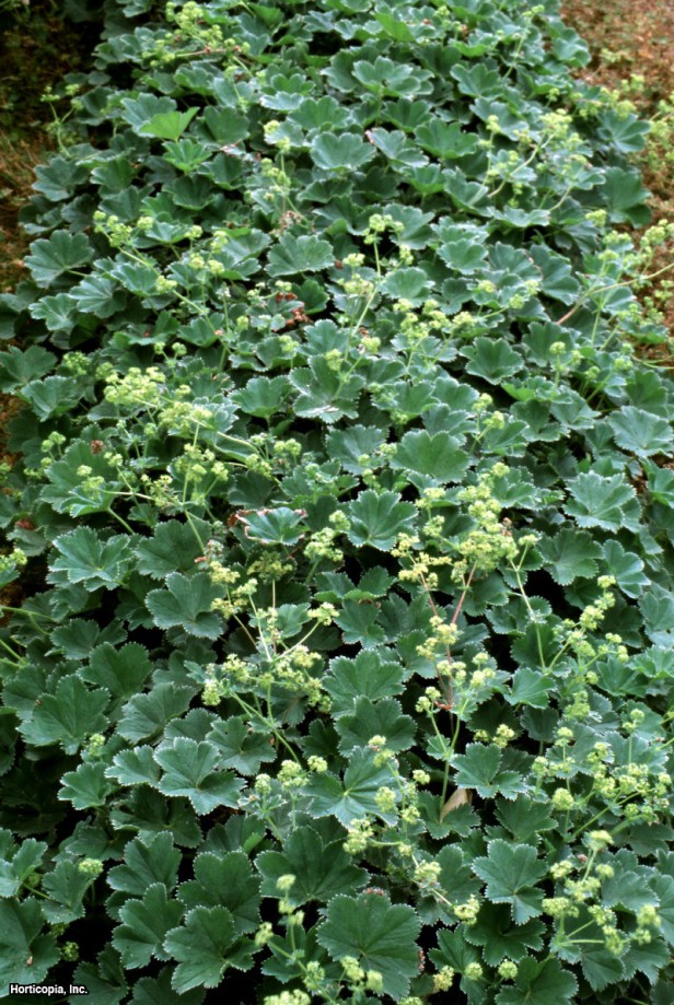 Kırmızı Saplı Hanımefendi Mantosu