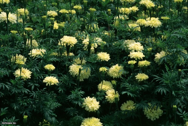 Amerikan Kadife Çiçeği