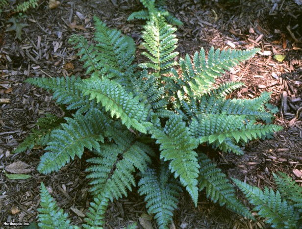 Japon Püskül Eğreltiotu