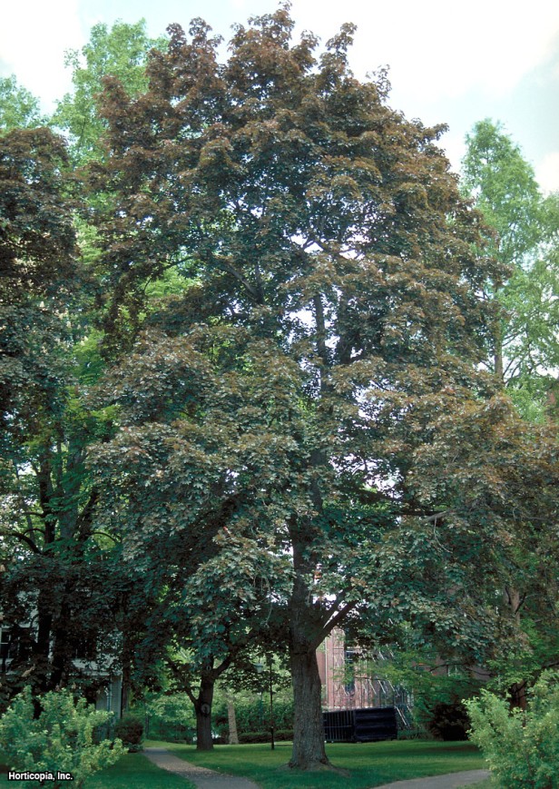 Norveç Akçaağacı