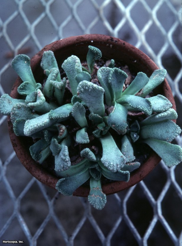 Mücevher Fabrikası